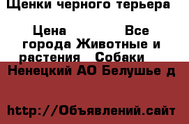 Щенки черного терьера › Цена ­ 35 000 - Все города Животные и растения » Собаки   . Ненецкий АО,Белушье д.